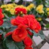rosemarymancuso